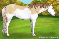 Horse Color:Gold Champagne Dun Sabino Splash 