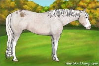 Horse Color:Silver Brown Splash Appaloosa