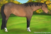 Horse Color:Buckskin 