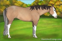 Horse Color:Amber Champagne Sabino Splash