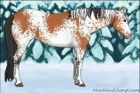 Horse Color:White Spotted Bay 
