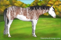Horse Color:Bay Ice Splash 