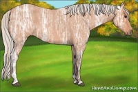 Horse Color:Silver Bay Ice Roan 