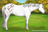 Horse Color:Bay Splash Appaloosa 