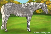 Horse Color:Liver Chestnut Ice 