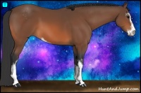 Horse Color:Bay Sabino 