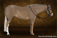 Horse Color:Chocolate Palomino 