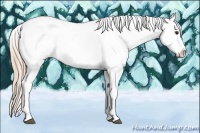 Horse Color:Chestnut Tobiano Appaloosa 