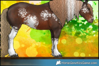 Horse Color:White Spotted Liver Chestnut Rabicano