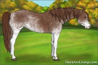 Horse Color:White Spotted Chestnut 