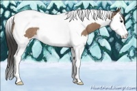 Horse Color:Buckskin Splash Tobiano Rabicano 