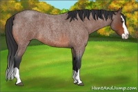 Horse Color:Bay Roan Splash