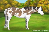 Horse Color:White Spotted Buckskin Splash 