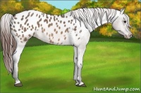 Horse Color:Brown Dun Appaloosa 