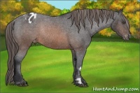 Horse Color:Brown Frame Appaloosa Rabicano 