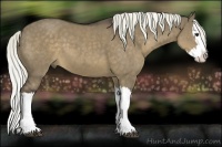 Horse Color:Liver Red Dun Splash 