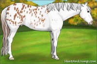 Horse Color:Bay Appaloosa Rabicano