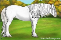 Horse Color:Palomino Appaloosa