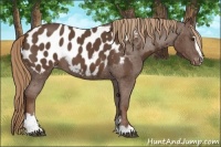 Horse Color:Liver Chestnut Sabino Appaloosa 