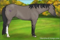 Horse Color:Grullo Frame