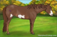 Horse Color:Chestnut Frame