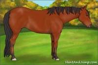 Horse Color:Bay 