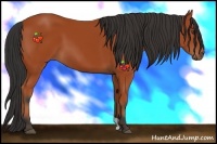 Horse Color:Bay 