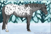 Horse Color:Black Appaloosa Rabicano 