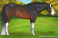 Horse Color:Brown Sabino Splash 