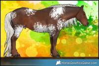 Horse Color:White Spotted Liver Chestnut Mushroom Rabicano 