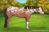 Horse Color:Bay Ice 