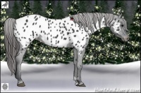 Horse Color:Black Appaloosa 