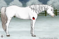 Horse Color:Smoky Black Near Leopard