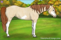 Horse Color:Red Dun Roan Splash Frame Rabicano