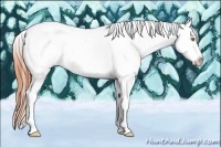 Horse Color:Amber Champagne Tobiano Appaloosa