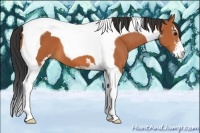 Horse Color:Bay Sabino Tobiano