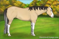 Horse Color:Bay Dun Sabino Splash