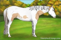 Horse Color:Amber Champagne Splash Tobiano Rabicano 