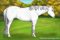 Horse Color:Bay Sabino Splash 