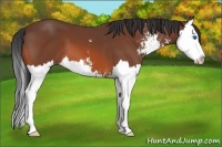 Horse Color:Bay Sabino Splash 