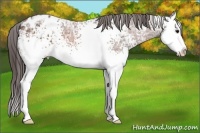 Horse Color:White Spotted Bay Ice Splash Appaloosa