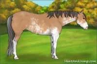 Horse Color:Buckskin Sabino