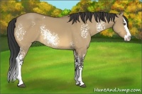 Horse Color:White Spotted Buckskin Dun Sabino Splash 