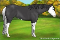 Horse Color:Smoky Black Splash