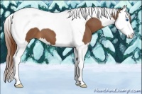 Horse Color:Chestnut Splash Tobiano