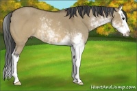 Horse Color:Brown Dun Sabino Splash 