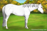 Horse Color:Black Sabino Splash Appaloosa