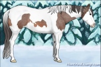 Horse Color:Bay Sabino Splash Tobiano Appaloosa Rabicano