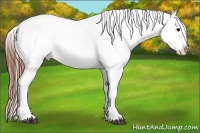 Horse Color:White Spotted Grullo Splash Appaloosa 