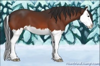 Horse Color:Bay Splash 